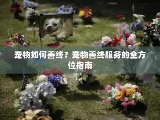 宠物如何善终？宠物善终服务的全方位指南