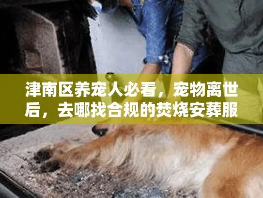 津南区养宠人必看，宠物离世后，去哪找合规的焚烧安葬服务？