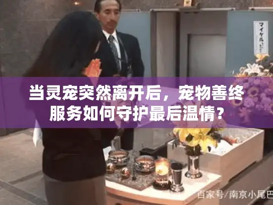 当灵宠突然离开后，宠物善终服务如何守护最后温情？