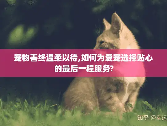 宠物善终温柔以待,如何为爱宠选择贴心的最后一程服务?