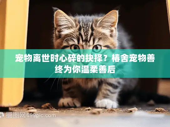 宠物离世时心碎的抉择？椿舍宠物善终为你温柔善后