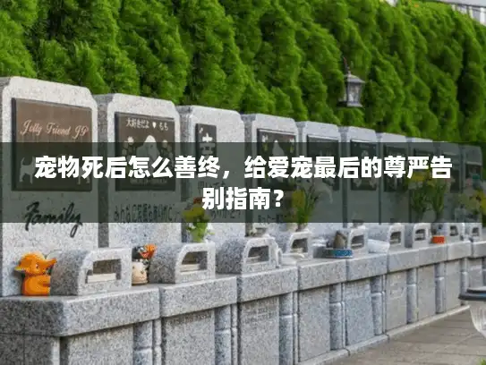 宠物死后怎么善终，给爱宠最后的尊严告别指南？
