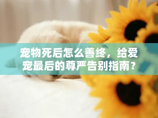 宠物死后怎么善终，给爱宠最后的尊严告别指南？