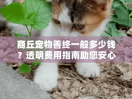商丘宠物善终一般多少钱？透明费用指南助您安心送别爱宠