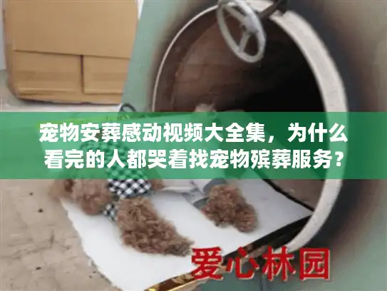 宠物安葬感动视频大全集，为什么看完的人都哭着找宠物殡葬服务？