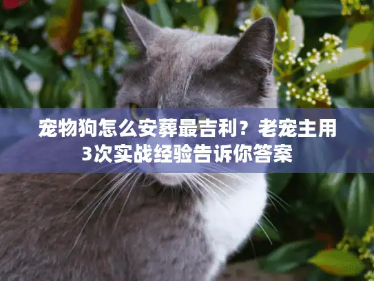 宠物狗怎么安葬最吉利？老宠主用3次实战经验告诉你答案