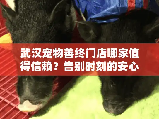武汉宠物善终门店哪家值得信赖？告别时刻的安心之选