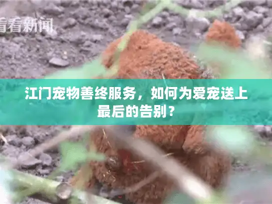 江门宠物善终服务，如何为爱宠送上最后的告别？