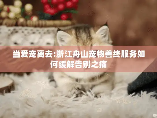 当爱宠离去:浙江舟山宠物善终服务如何缓解告别之痛