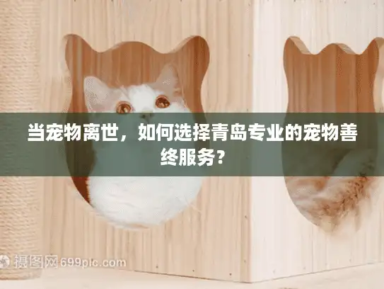 当宠物离世，如何选择青岛专业的宠物善终服务？