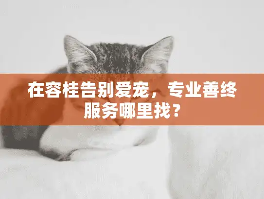 在容桂告别爱宠，专业善终服务哪里找？