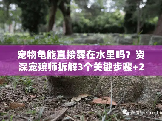 宠物龟能直接葬在水里吗？资深宠殡师拆解3个关键步骤+2个避坑指南