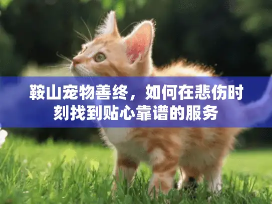 鞍山宠物善终，如何在悲伤时刻找到贴心靠谱的服务