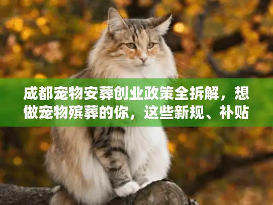 成都宠物安葬创业政策全拆解，想做宠物殡葬的你，这些新规、补贴、门槛必须现在知道！
