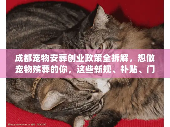 成都宠物安葬创业政策全拆解，想做宠物殡葬的你，这些新规、补贴、门槛必须现在知道！