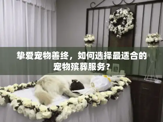 挚爱宠物善终，如何选择最适合的宠物殡葬服务？