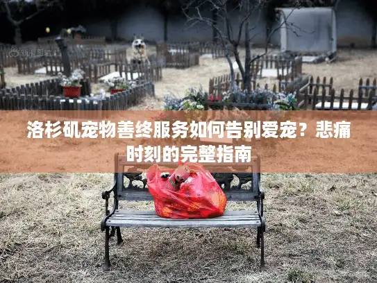 洛杉矶宠物善终服务如何告别爱宠？悲痛时刻的完整指南