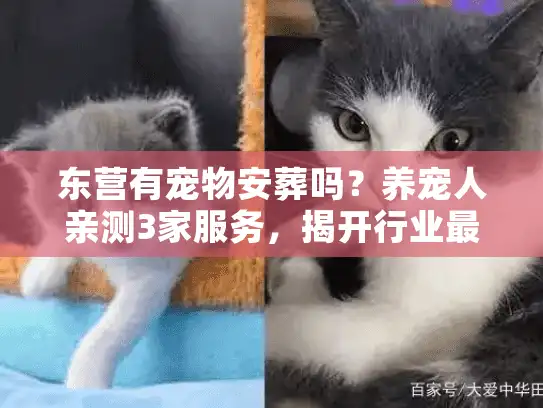 东营有宠物安葬吗？养宠人亲测3家服务，揭开行业最真实的门道