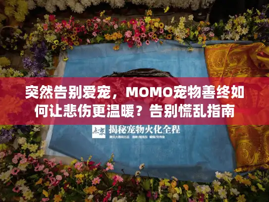 突然告别爱宠，MOMO宠物善终如何让悲伤更温暖？告别慌乱指南