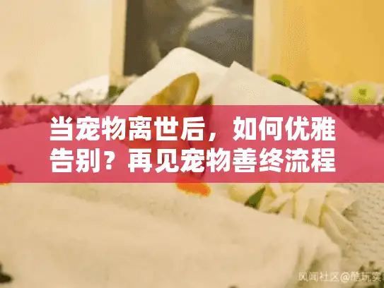 当宠物离世后，如何优雅告别？再见宠物善终流程详解
