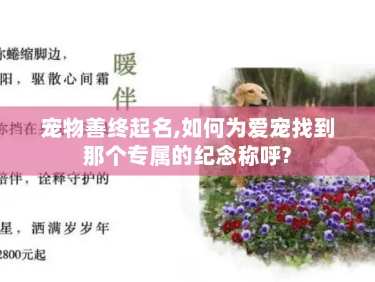 宠物善终起名,如何为爱宠找到那个专属的纪念称呼?