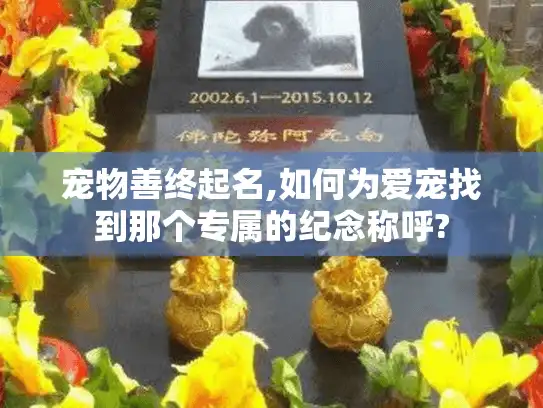 宠物善终起名,如何为爱宠找到那个专属的纪念称呼?