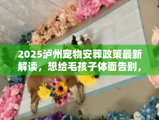 2025泸州宠物安葬政策最新解读，想给毛孩子体面告别，这些红线不能碰？