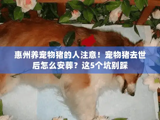 惠州养宠物猪的人注意！宠物猪去世后怎么安葬？这5个坑别踩