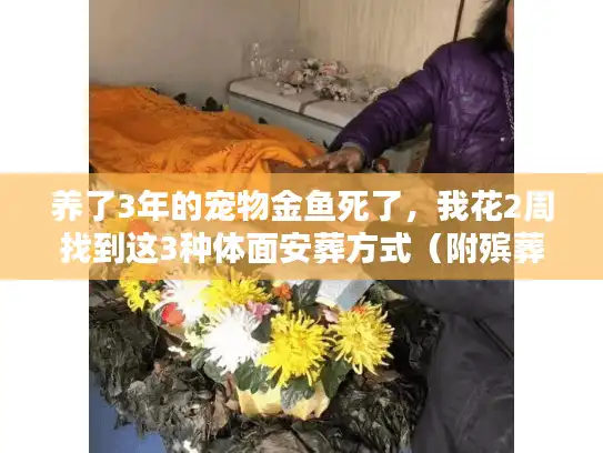 养了3年的宠物金鱼死了，我花2周找到这3种体面安葬方式（附殡葬服务避坑清单）