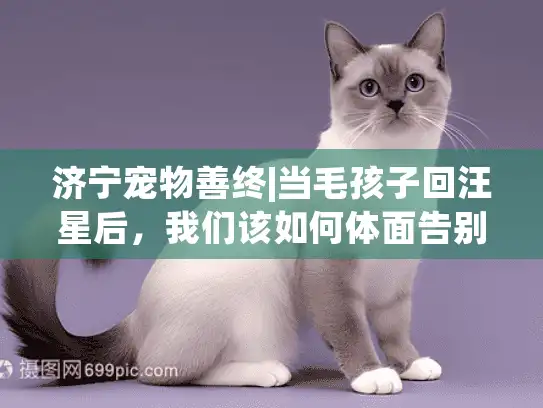 济宁宠物善终|当毛孩子回汪星后，我们该如何体面告别？