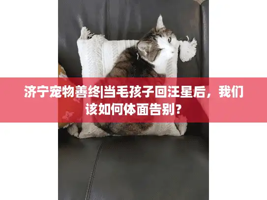 济宁宠物善终|当毛孩子回汪星后，我们该如何体面告别？