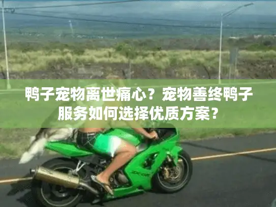 鸭子宠物离世痛心？宠物善终鸭子服务如何选择优质方案？