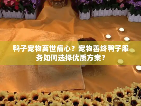 鸭子宠物离世痛心？宠物善终鸭子服务如何选择优质方案？
