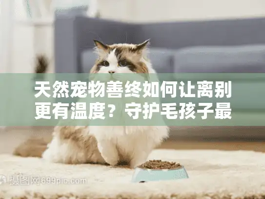 天然宠物善终如何让离别更有温度？守护毛孩子最后一程的温柔选择