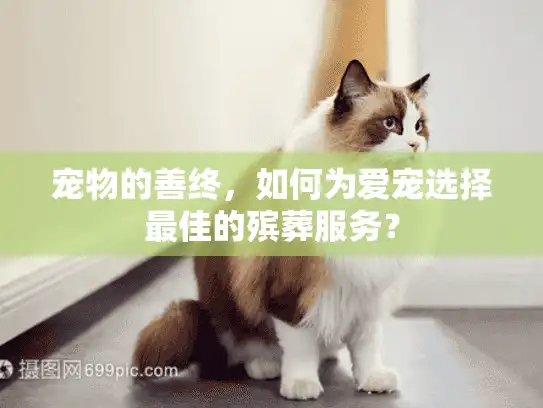 宠物的善终，如何为爱宠选择最佳的殡葬服务？
