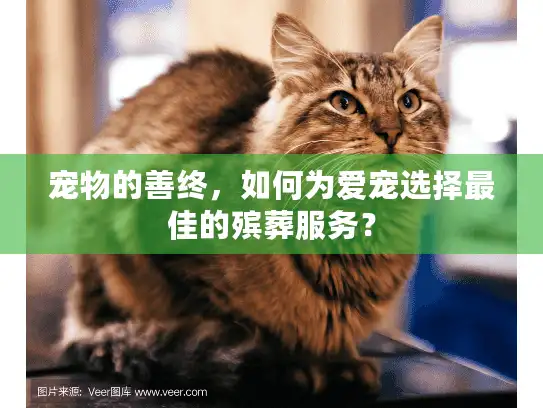 宠物的善终，如何为爱宠选择最佳的殡葬服务？