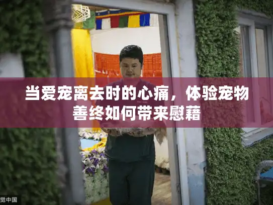 当爱宠离去时的心痛，体验宠物善终如何带来慰藉