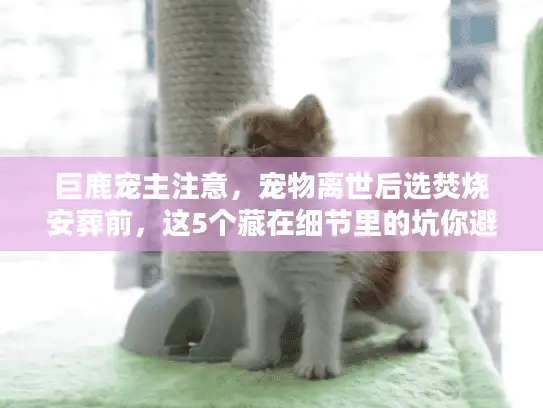 巨鹿宠主注意，宠物离世后选焚烧安葬前，这5个藏在细节里的坑你避开了吗？