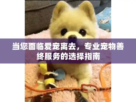当您面临爱宠离去，专业宠物善终服务的选择指南