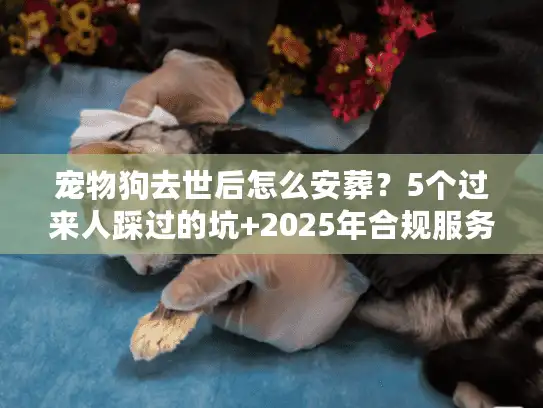 宠物狗去世后怎么安葬？5个过来人踩过的坑+2025年合规服务避坑指南