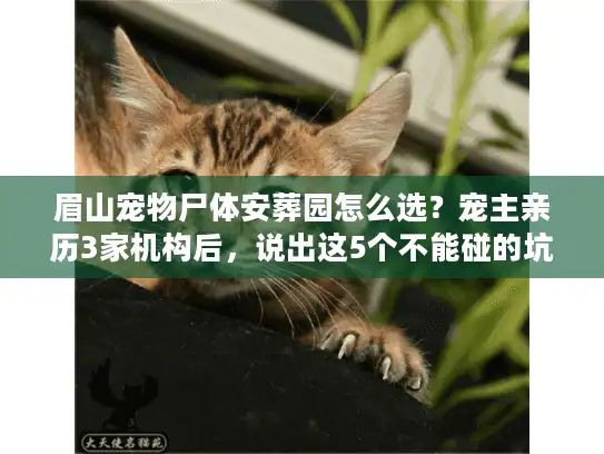 眉山宠物尸体安葬园怎么选？宠主亲历3家机构后，说出这5个不能碰的坑