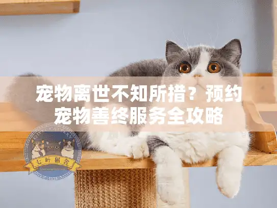 宠物离世不知所措？预约宠物善终服务全攻略