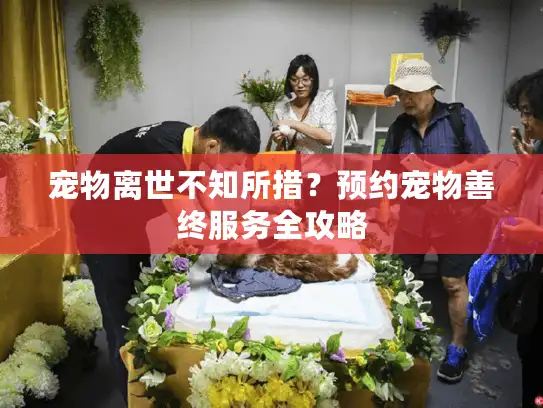 宠物离世不知所措？预约宠物善终服务全攻略