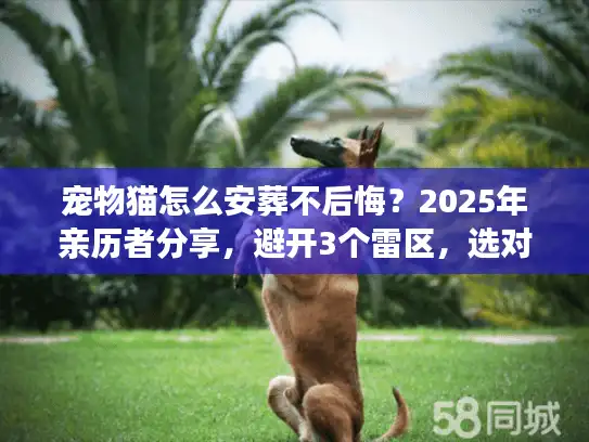 宠物猫怎么安葬不后悔？2025年亲历者分享，避开3个雷区，选对服务的4个关键