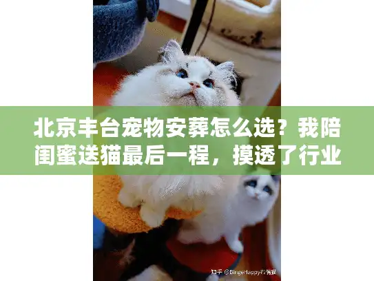 北京丰台宠物安葬怎么选？我陪闺蜜送猫最后一程，摸透了行业没说破的4个门道