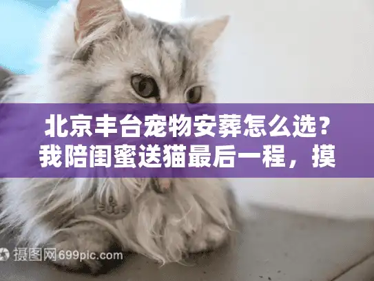 北京丰台宠物安葬怎么选？我陪闺蜜送猫最后一程，摸透了行业没说破的4个门道