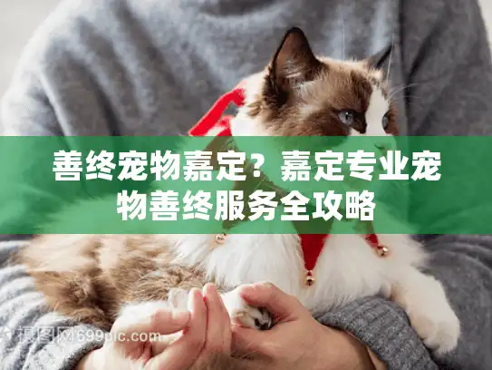 善终宠物嘉定？嘉定专业宠物善终服务全攻略