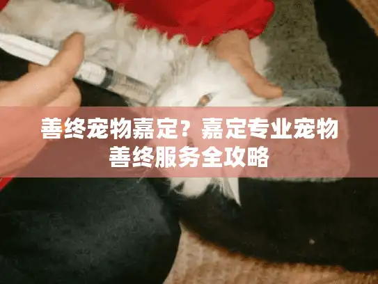 善终宠物嘉定？嘉定专业宠物善终服务全攻略
