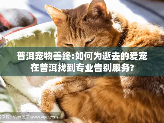 普洱宠物善终:如何为逝去的爱宠在普洱找到专业告别服务?