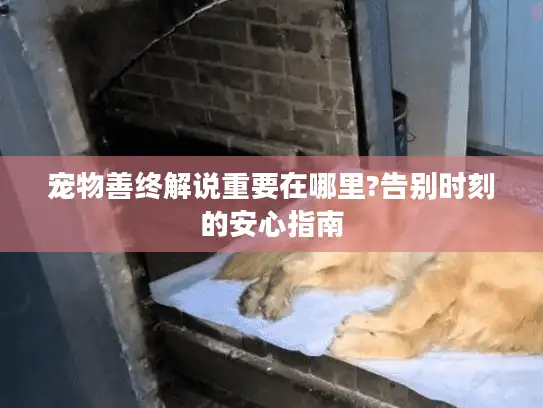 宠物善终解说重要在哪里?告别时刻的安心指南
